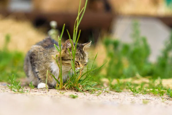 Chat Sur Terrain Joue Avec Herbe — Photo