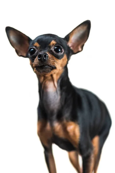 Porträtt Liten Hund Isolerad Vit Bakgrund — Stockfoto