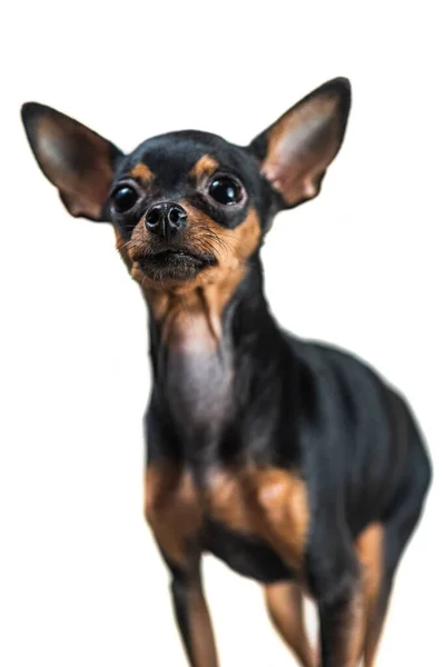 Portret Van Een Kleine Hond Geïsoleerd Witte Achtergrond — Stockfoto