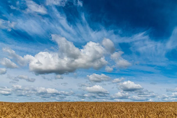 Mooie Wolken Een Veld Van Tarwe — Stockfoto