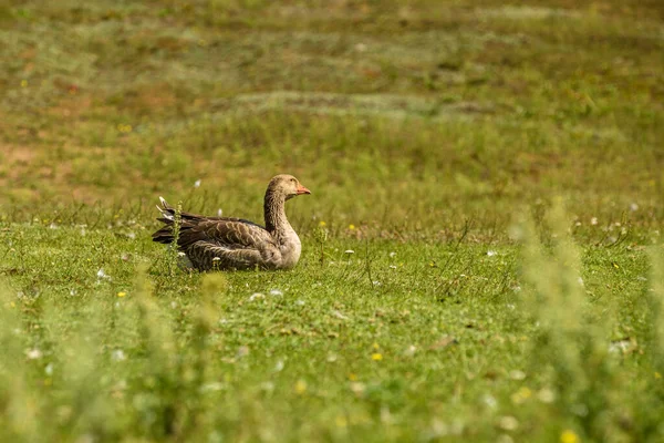 Yalnız Ördek Yeşil Çimlerde — Stok fotoğraf