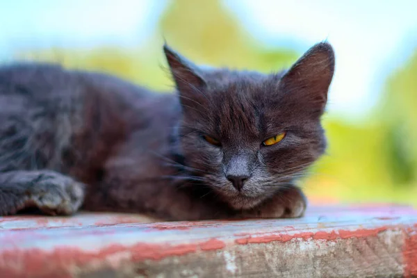 Gato Negro Está Acostado Banco — Foto de Stock