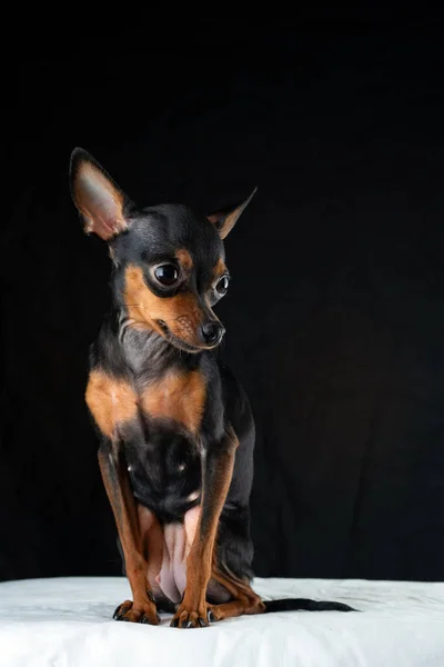 Retrato Perro Terrier Juguete Sobre Fondo Negro Primer Plano Fotografiado — Foto de Stock