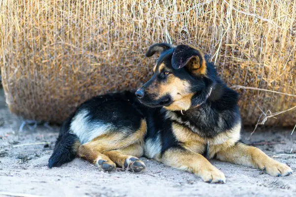 Ένα Αδέσποτο Σκυλί Λιάζεται Στον Ήλιο — Φωτογραφία Αρχείου