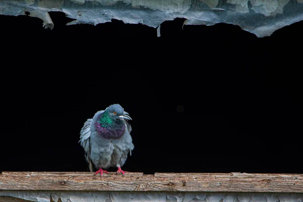 Portrait Dove Window Black Background — Stock Photo, Image