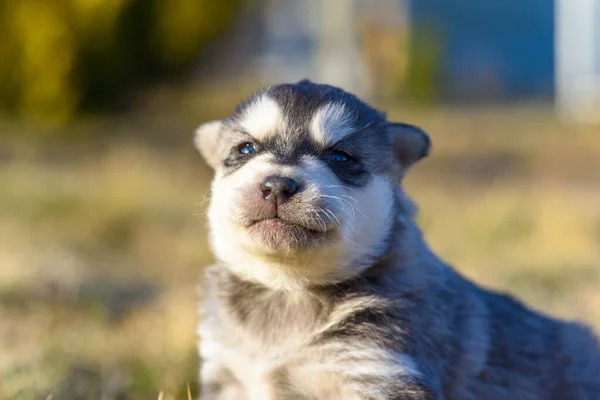 Portret Van Een Puppy Het Gras — Stockfoto