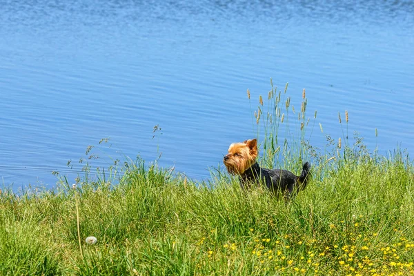 Yorkshire Terrier Jugando Orilla — Foto de Stock