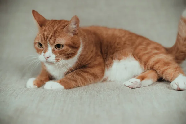 Portrait Chat Domestique Roux Sur Fond Gris Studio — Photo