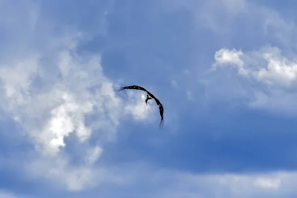 Storken Flyger Skyn — Stockfoto