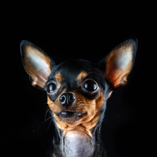 Портрет Маленькой Собаки Большими Ушами — стоковое фото