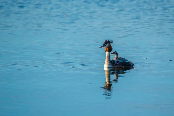 Uma Família Patos Chomga Está Nadando Longo Rio Close Fotografado — Fotografia de Stock