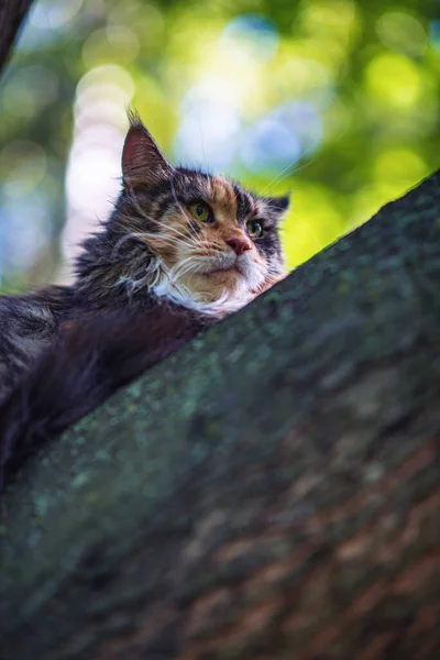 Gatto Domestico Del Maine Coon Siede Albero Parco Estivo — Foto Stock