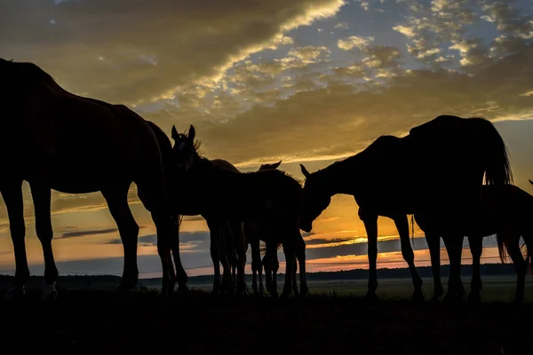 Chevaux Sur Champ Pâturent Aube — Photo