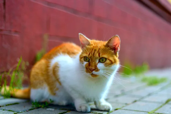 Gato Rojo Acera — Foto de Stock