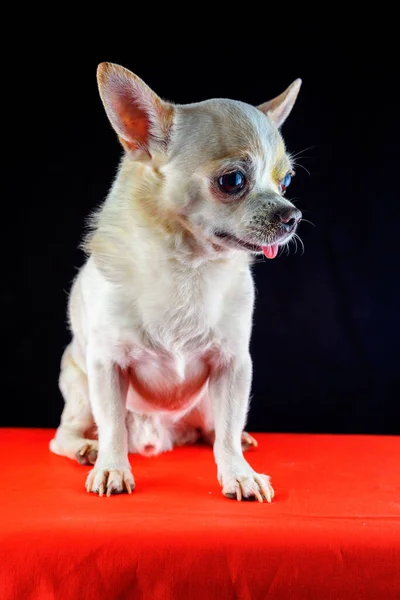 Portret Chihuahua Czarnym Tle — Zdjęcie stockowe