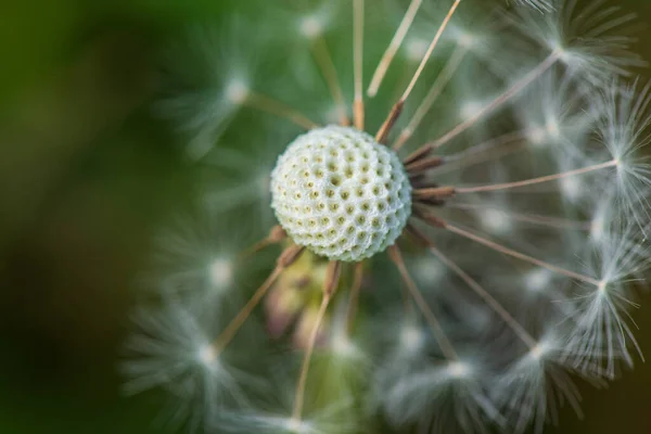 Großaufnahme Löwenzahn Fotografiert Sommer Auf Einem Feld — Stockfoto