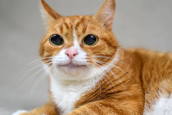 大眼睛可爱的生姜猫肖像 免版税图库图片