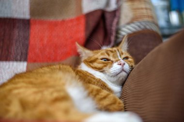 Kırmızı ev yapımı kedi kanepede dinleniyor.