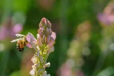Bir arı çiçeğin içinde nektar toplar..