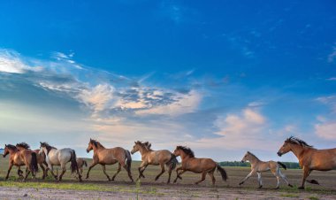 Bir at sürüsü akşamleyin çiftliğe doğru koşuyor..