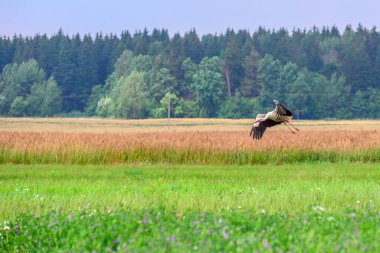 Leylek tarlanın üzerinde uçuyor.