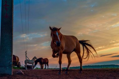 Atlar şafak vakti çayırda otluyor.
