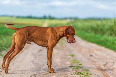Üzgün bir safkan köpek yolda oturuyor..