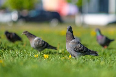 Güvercinler yazın yeşil çimlerin üzerinde otururlar..