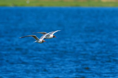 İki martı gölün üzerinde uçuyor.