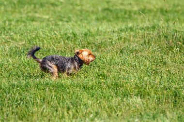 Yorkshire Teriyeri Çimlerin üzerinde Çalışıyor