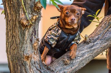 Rus oyuncak teriyeri yürüyüşe çıktı..