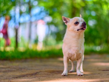 Chihuahua bahçede oynuyor.