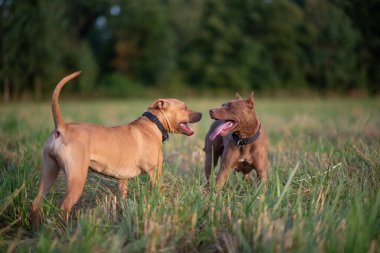 Çimlerin üzerindeki bir arazide iki pitbull teriyerinin kavgası. Yakından çekilmiş..