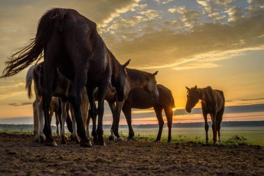 Atlar şafak vakti çayırda otluyor.