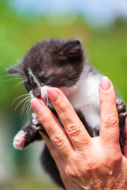 Little blue-eyed kitten in the hand of a man. Photographed close-up. clipart