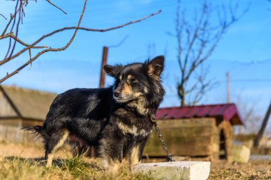 Köy köpeği zincirinde.