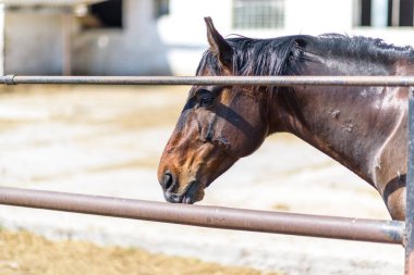 At yazın ahırdaki bir ahırda duruyor..