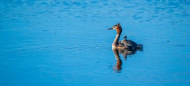 Bir Chomga ördek ailesi nehir boyunca yüzüyor. Fotoğraflı yakın plan..