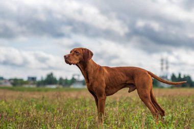 Macar Macar Vizsla av pozisyonunda.