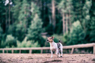 Köpek Jack Russell ormanda oynuyor. Geçmişe dönük olarak fotoğraflandı.