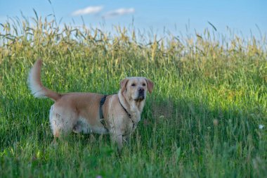 Tarladaki soluk sarı labrador av köpeğinin portresi. Fotoğraflı yakın plan..