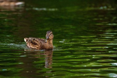 Vahşi ördekler akşamları gölette yüzerler..