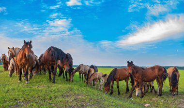 Yazın yeşil bir tarlada otlayan at sürüsü.