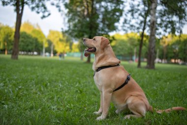 Bir yavru labrador parkta çimlerin üzerinde oturuyor..