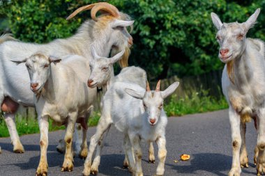 Bir keçi sürüsü yol boyunca yürüyor.