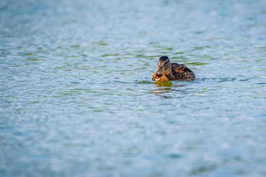 Ördekler gölde ekmek yer. Fotoğraflı yakın plan..