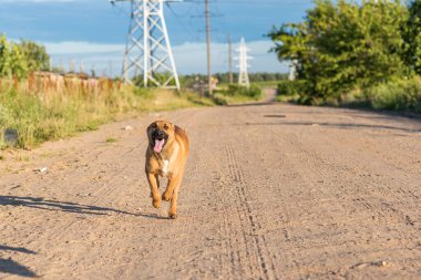 Bir sokak köpeği yol boyunca koşar..