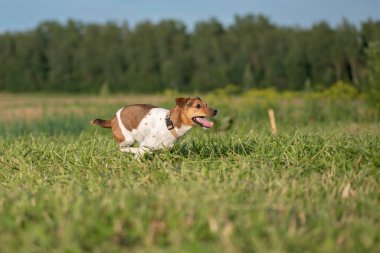 Jack Russell Terrier dili dışarı fırlamış bir şekilde sahada hızla koşuyor. Yakından çekilmiş..