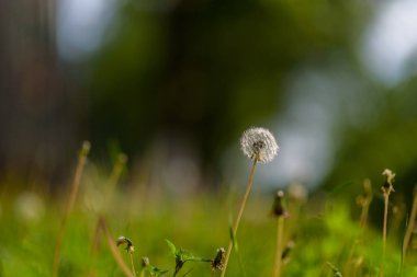 Karahindiba çimlerde bulanık bir arka planda.