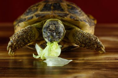 Kara kaplumbağası lahanayı yer, stüdyoda karanlık bir arkaplanda fotoğraflanır..